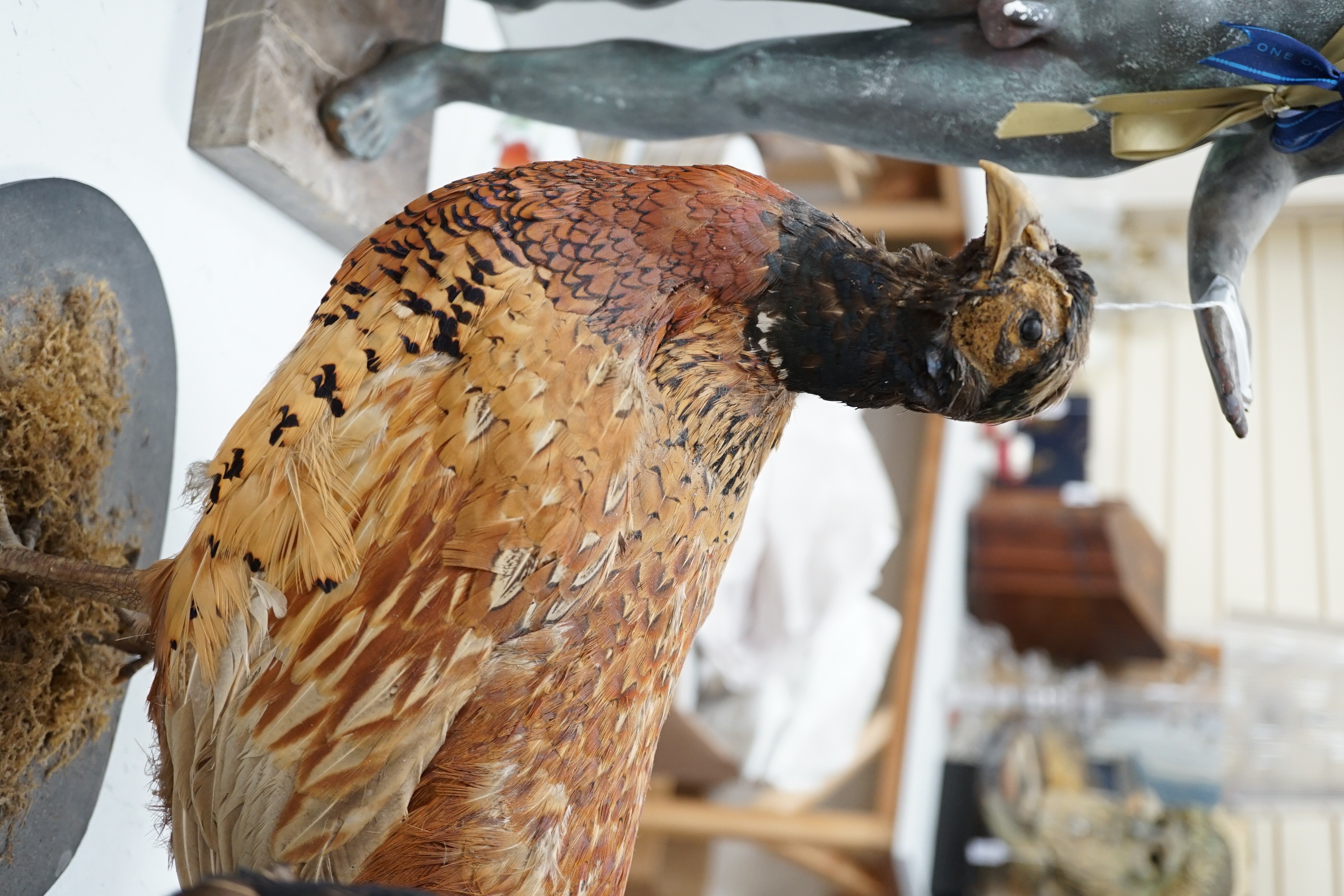 Two taxidermic pheasants on stands, largest 76cms from head to tail